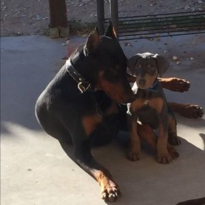 Meet your Posher, Roberto